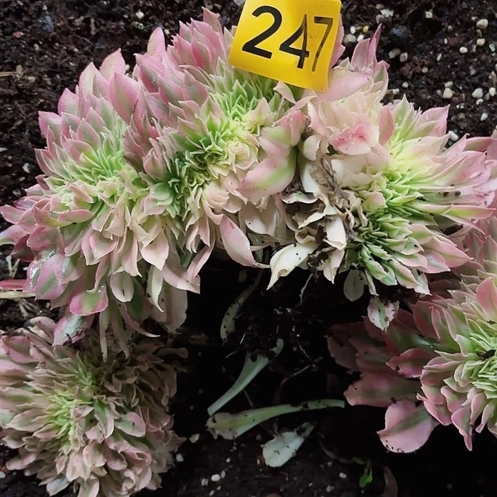 为**醉多肉植物福利247