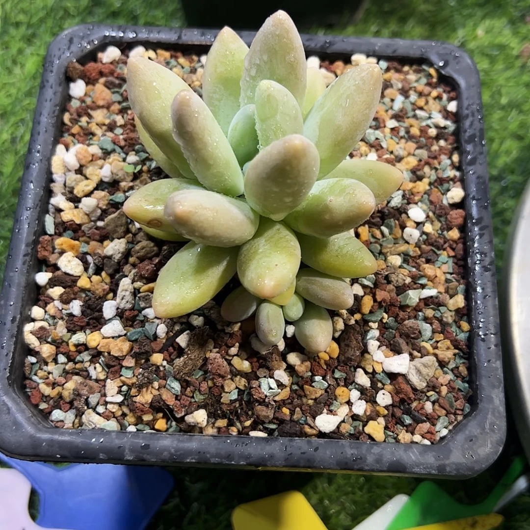 白兰帝2头多肉植物