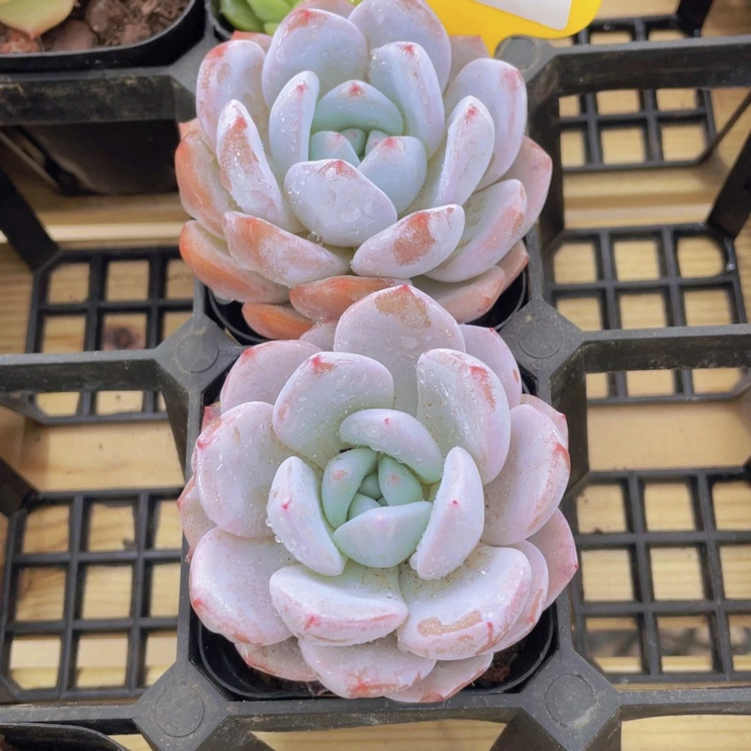 772号 宽叶全状态雪花橙单头一个