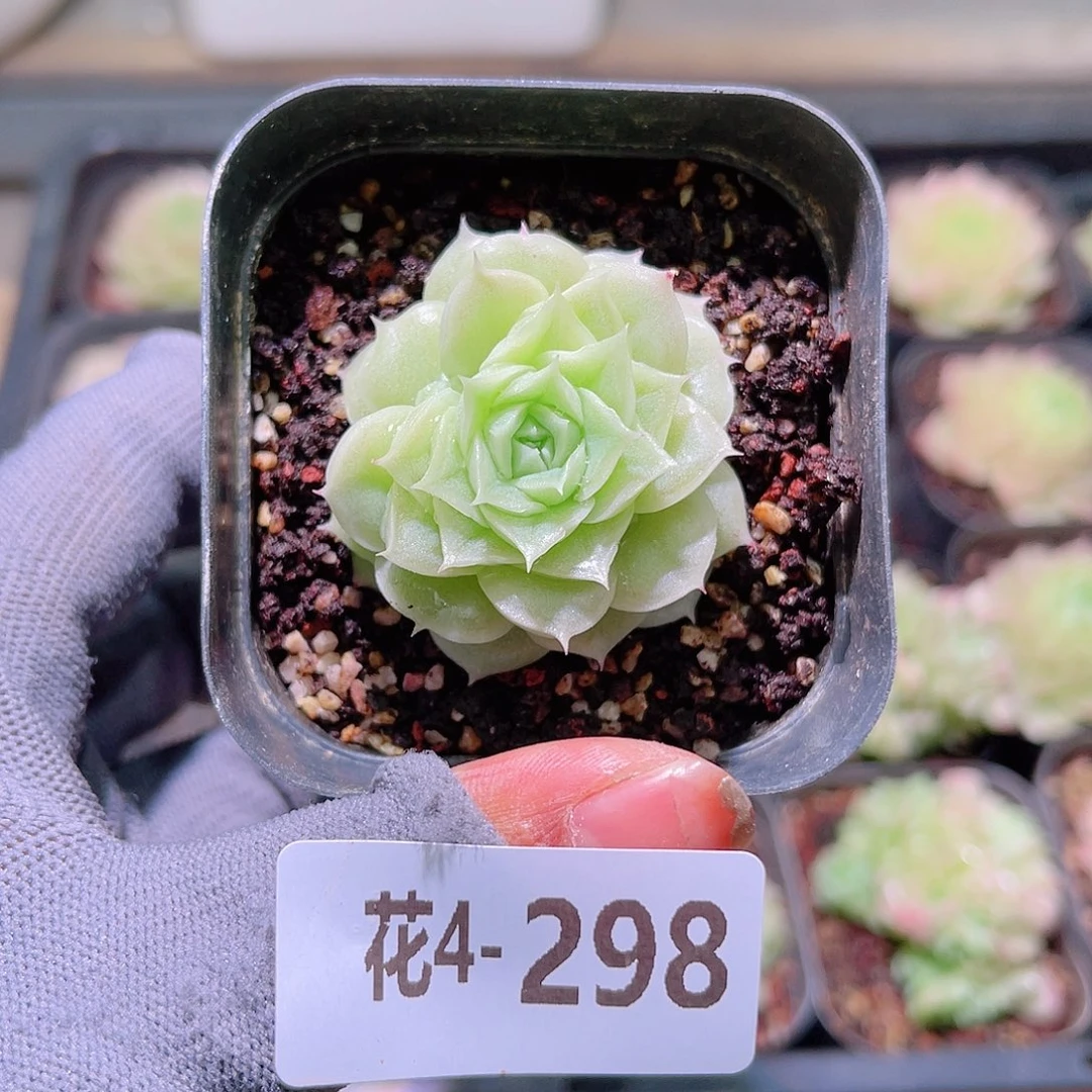 花04-298麦秆单头