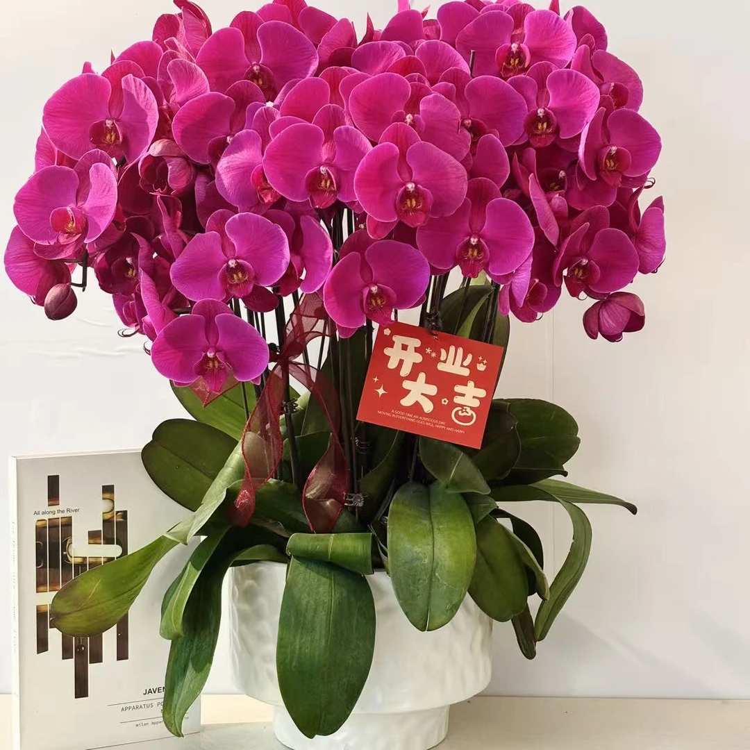 胜花（大辣椒)蝴蝶兰盆栽花卉观花植物室内四季开花优质陶瓷盆8-8