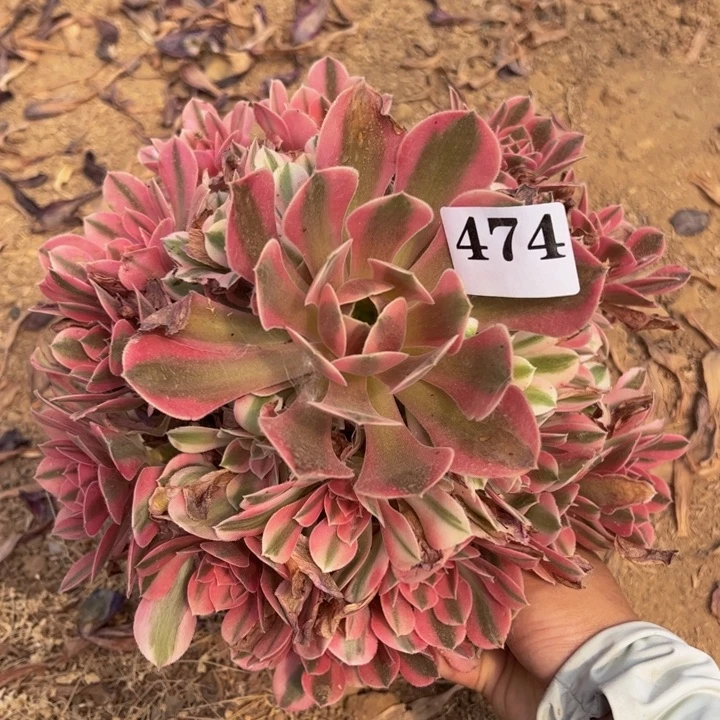 粉女巫多肉植物474