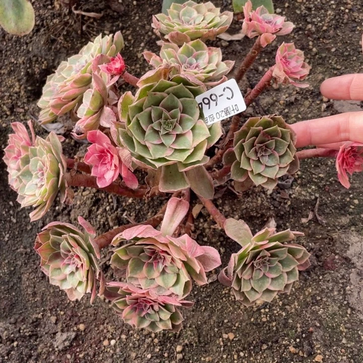 664黑膜锦无根多肉123446789