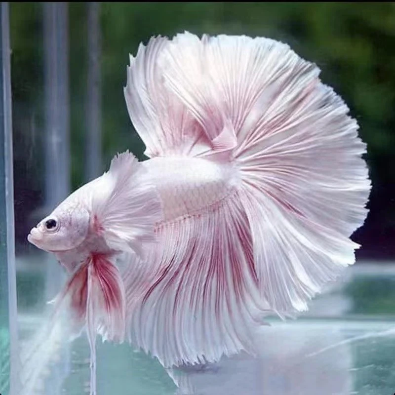 A18（409-432）泰国斗鱼精品鱼小型热带观赏鱼【直播间选鱼】