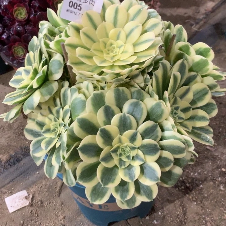 辰*005迈巴赫多肉植物