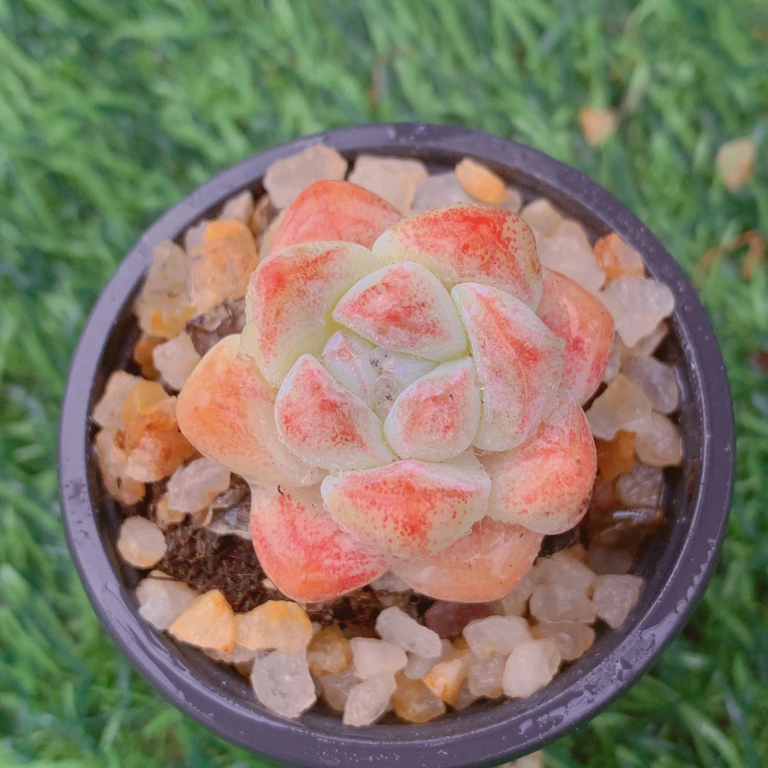 果冻冰玉单头1-3CM【花界草堂】 精品多肉阳台盆栽一单包邮