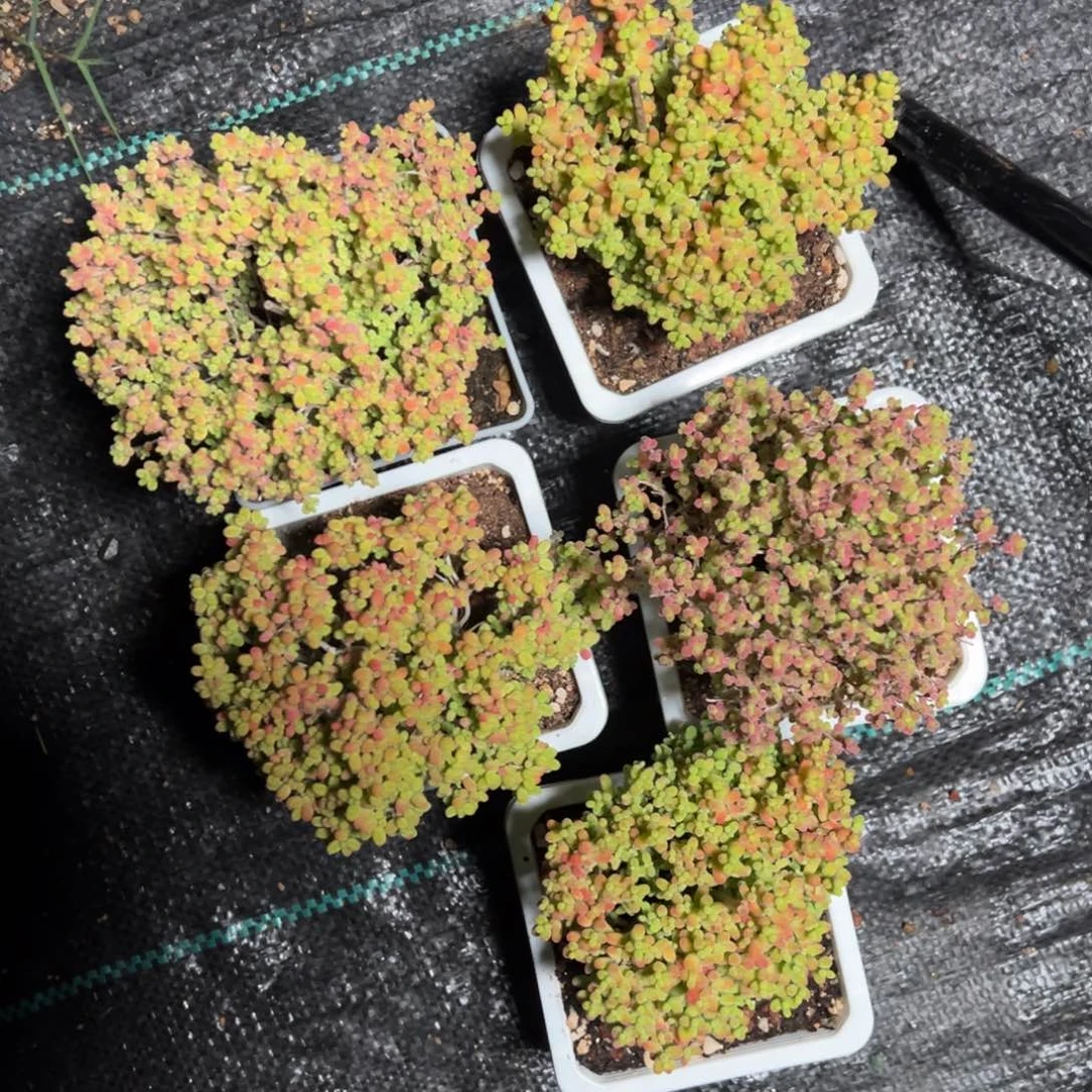 蜜橘糖球10白方老桩福利东边露养