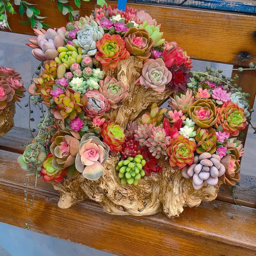 十全十美多肉组合花园