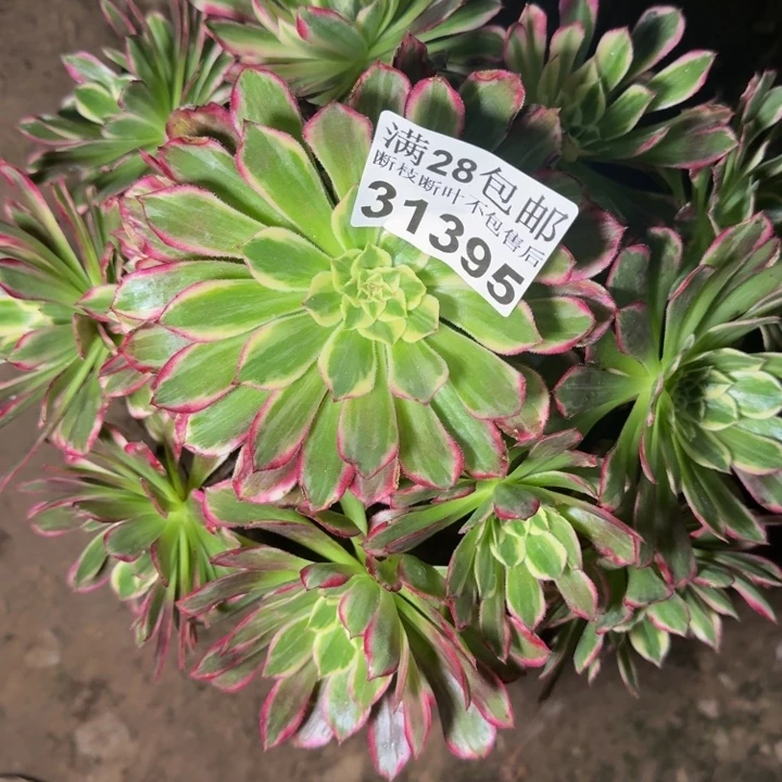 31395天和多肉植物