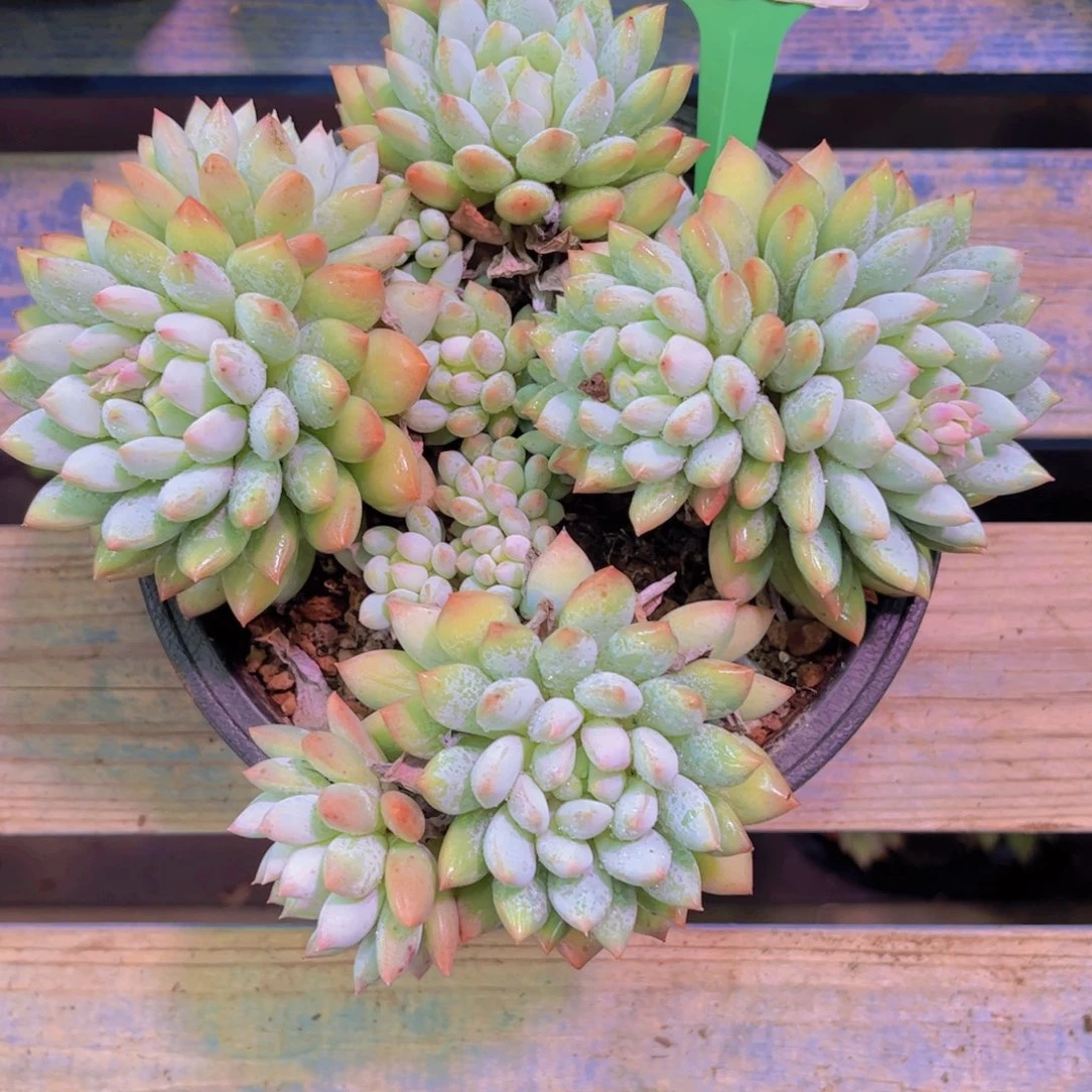 北***板所罗门812一颗一物一拍