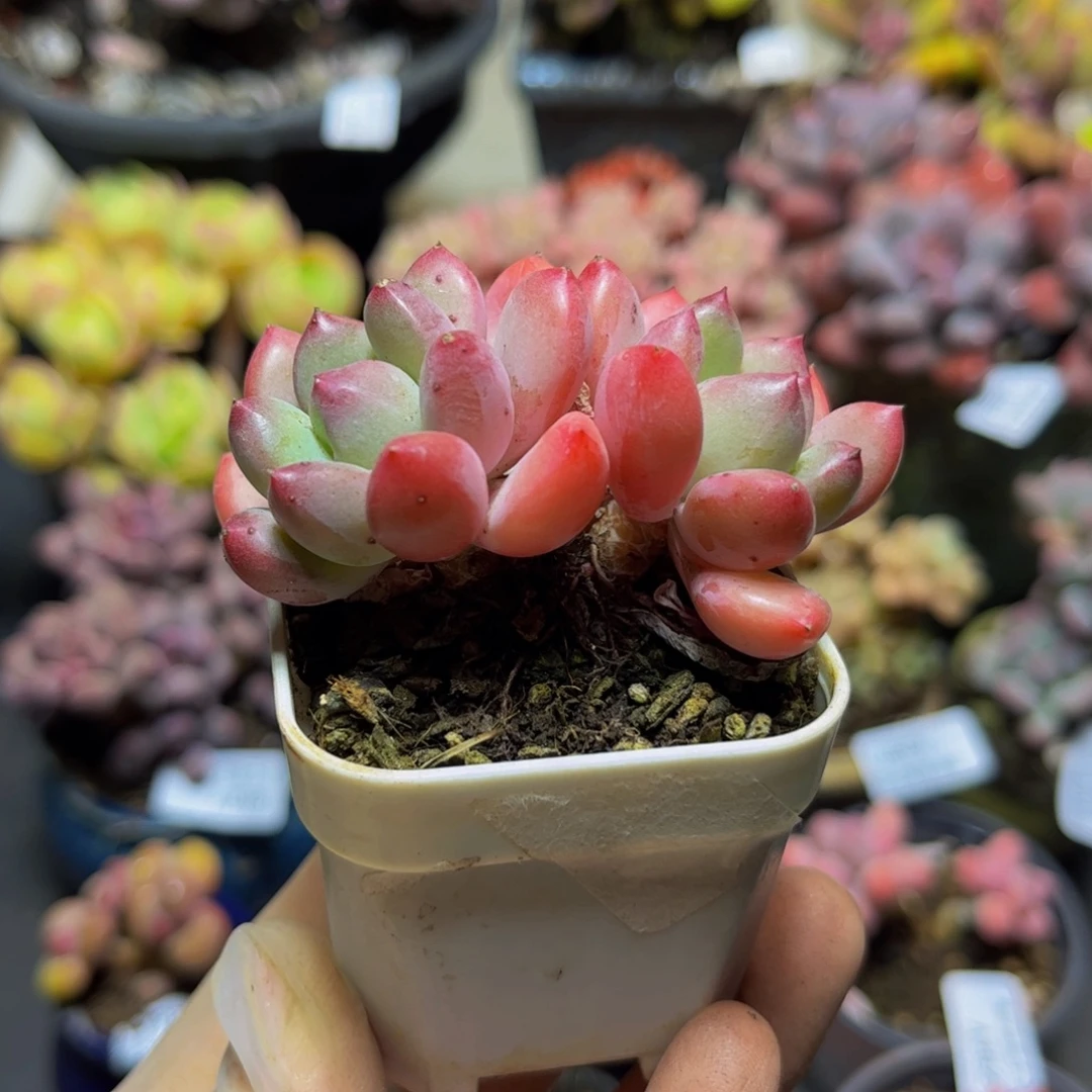 372丽芙美人6厘米多肉