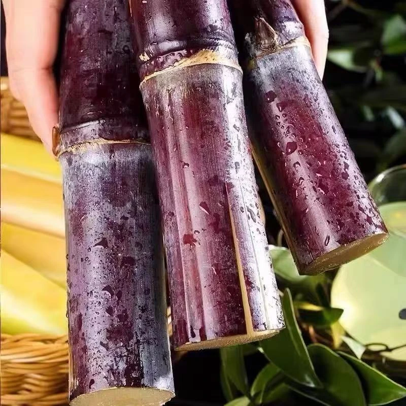 小耘乡广西正宗黑皮甘蔗紫皮甘蔗应季新鲜水果现砍现发清甜多汁