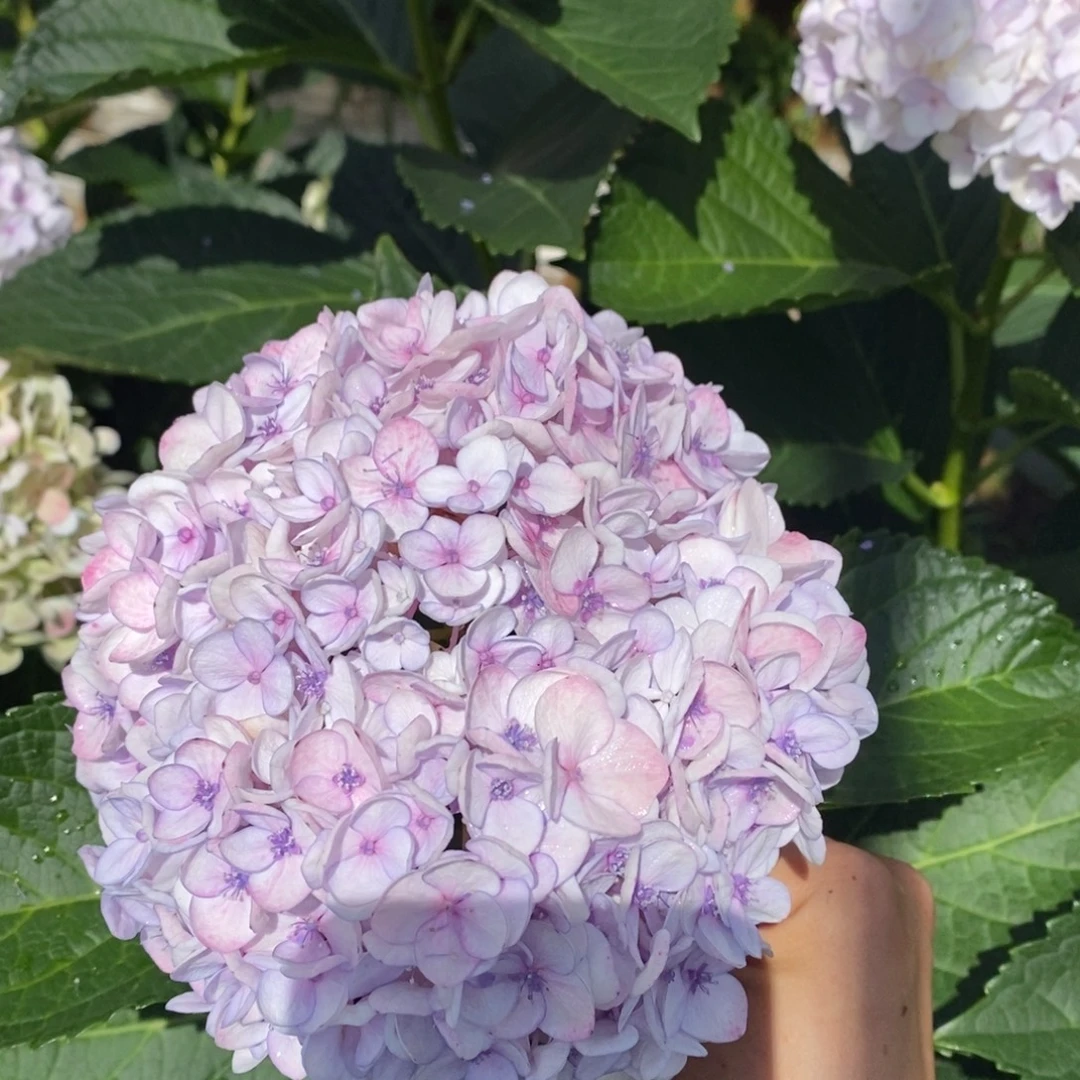 32号绣球/有色差介意勿拍/3单冷链包邮/偏远补运费发德邦空运