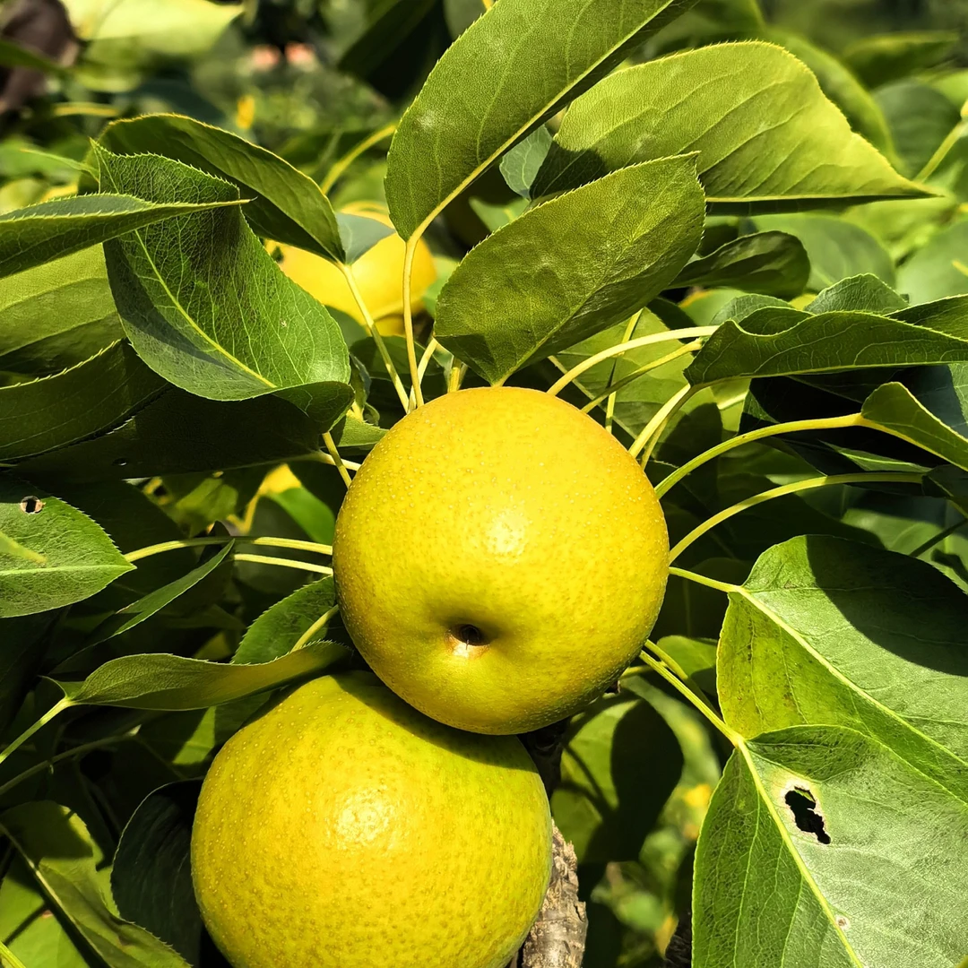 海城什司县南果梨口感好，家庭实惠装，绿果偏黄发货，现摘现发