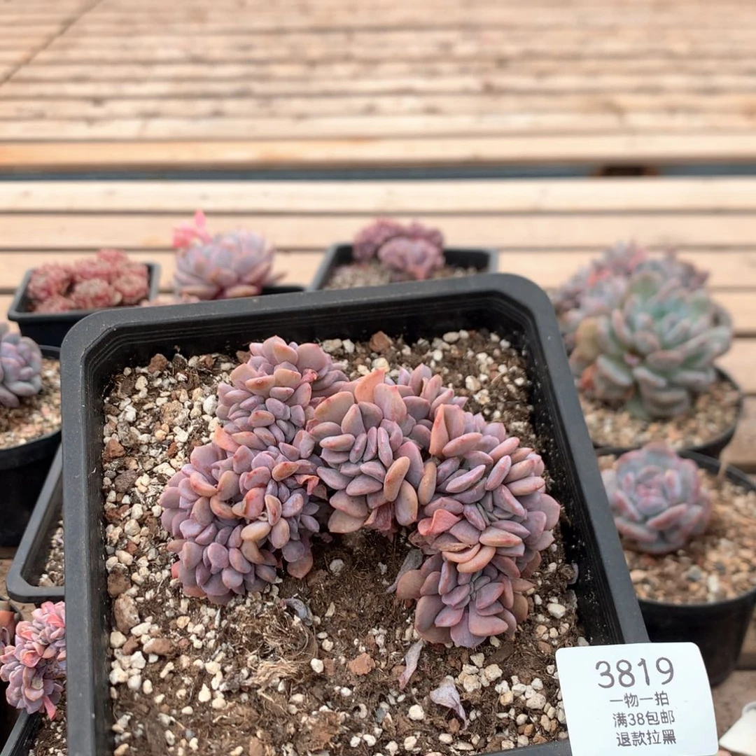 11.5厘米雪精灵缀3819