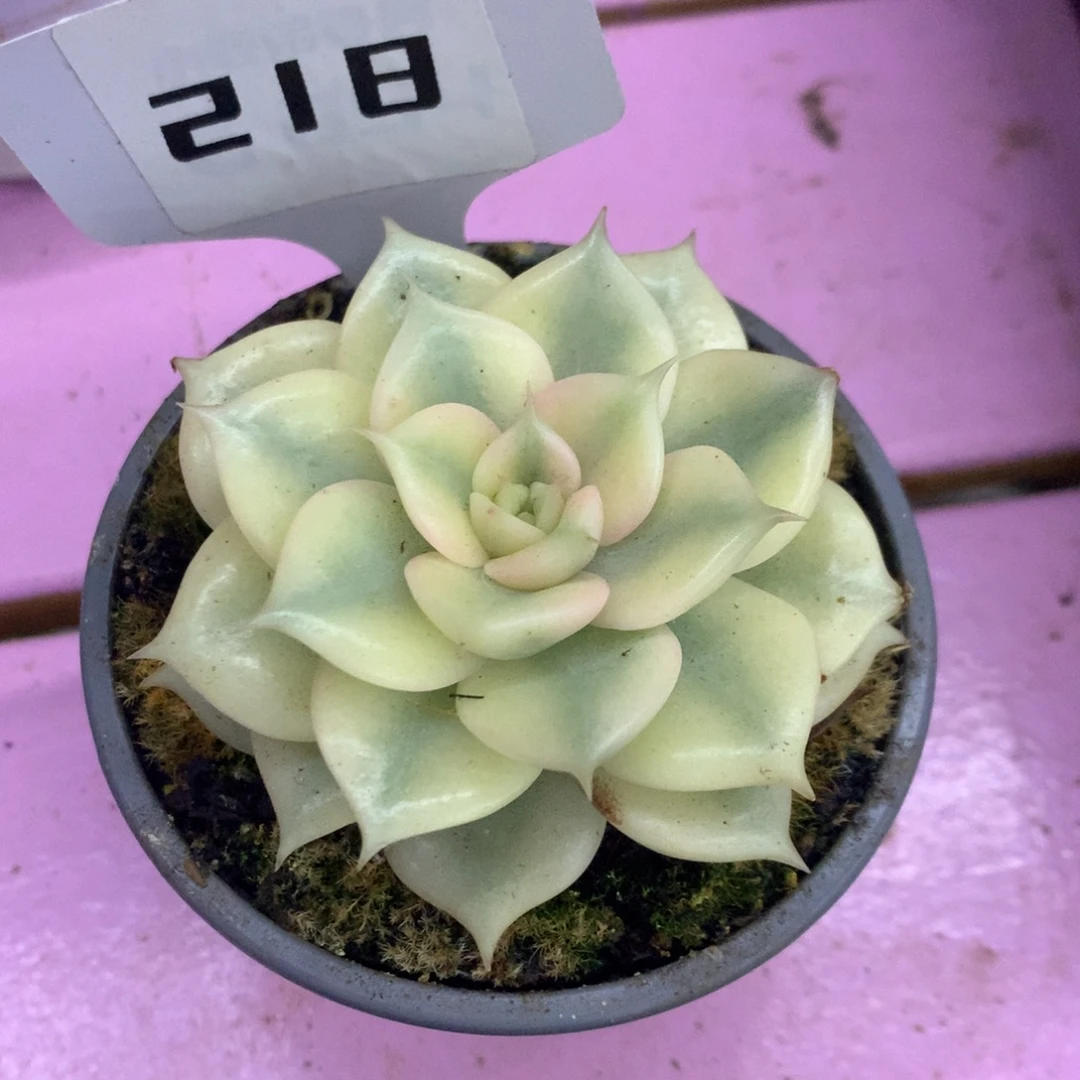 K***e218微瑕贝加尔湖锦锦