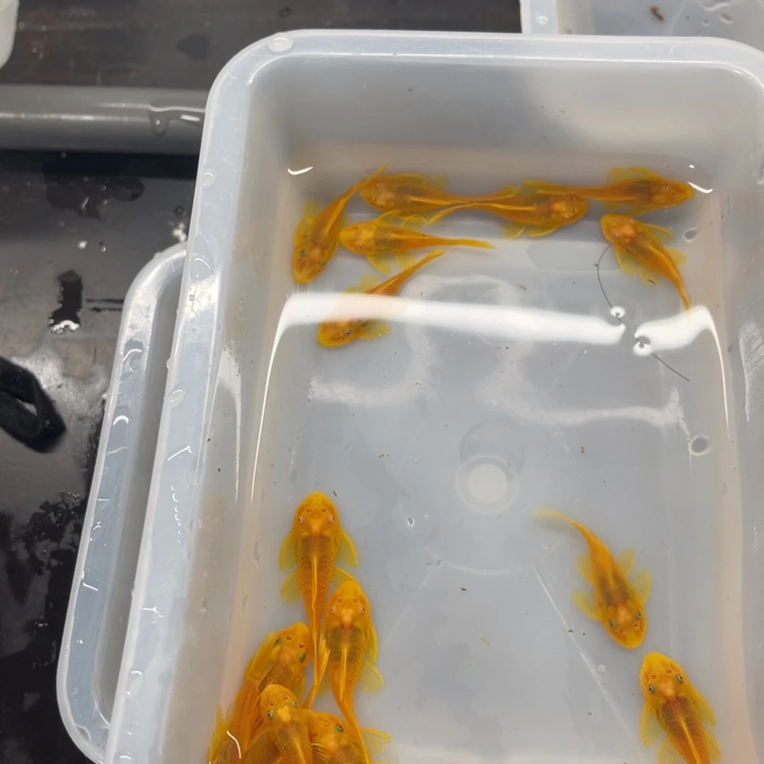 清道夫鱼中号胡子20条开箱视频报损