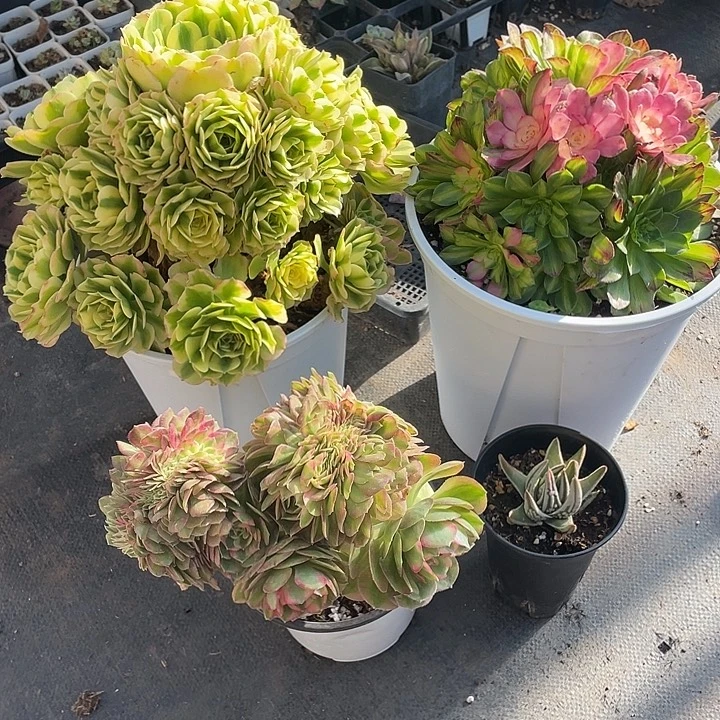 ****子四颗精品法师带盆发货