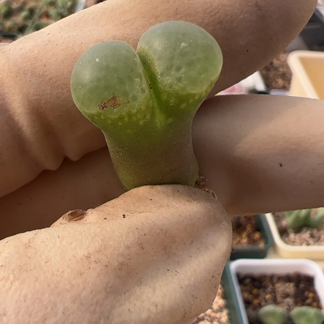 996 好看的多肉冲冲冲