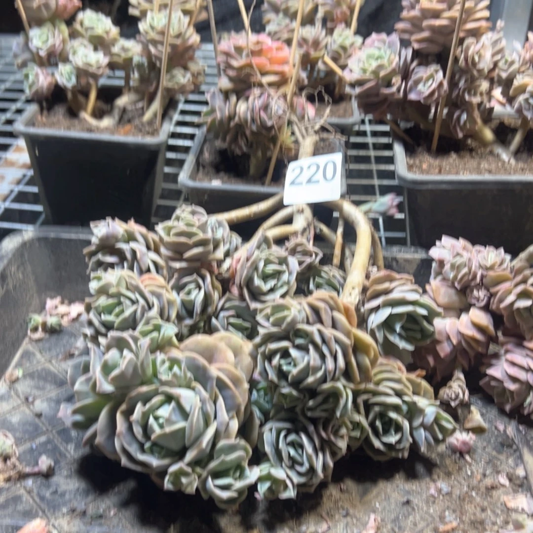 木*220可爱玫瑰可爱