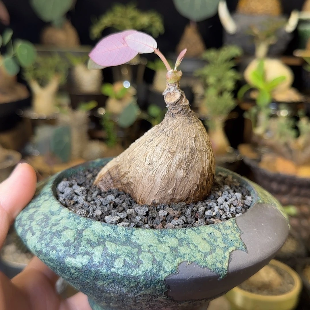 一物一拍奇异油柑