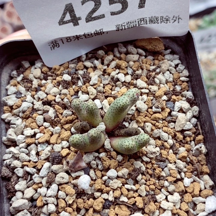 4257。