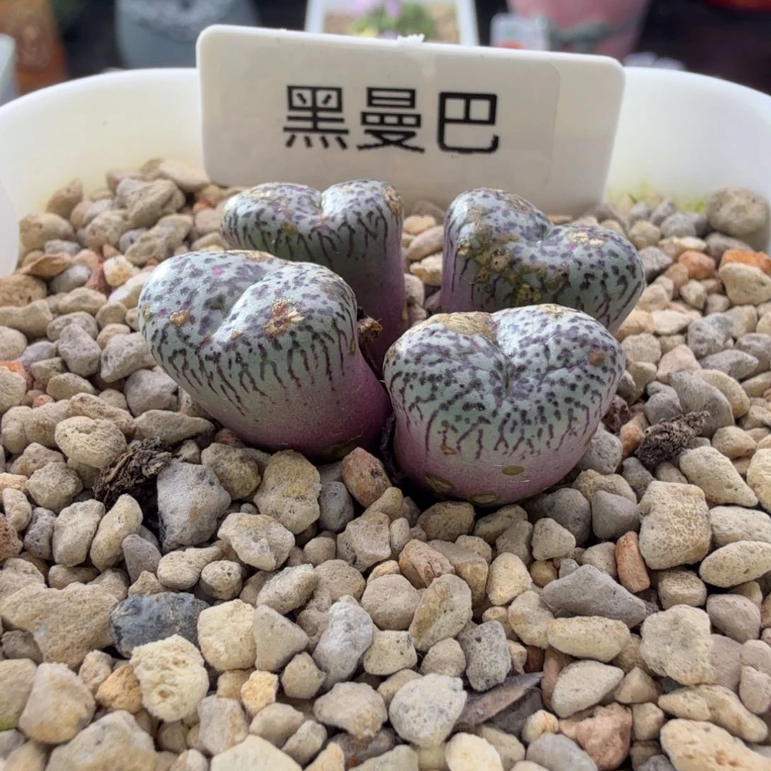 11-8-c2 韩国黑曼巴 一群