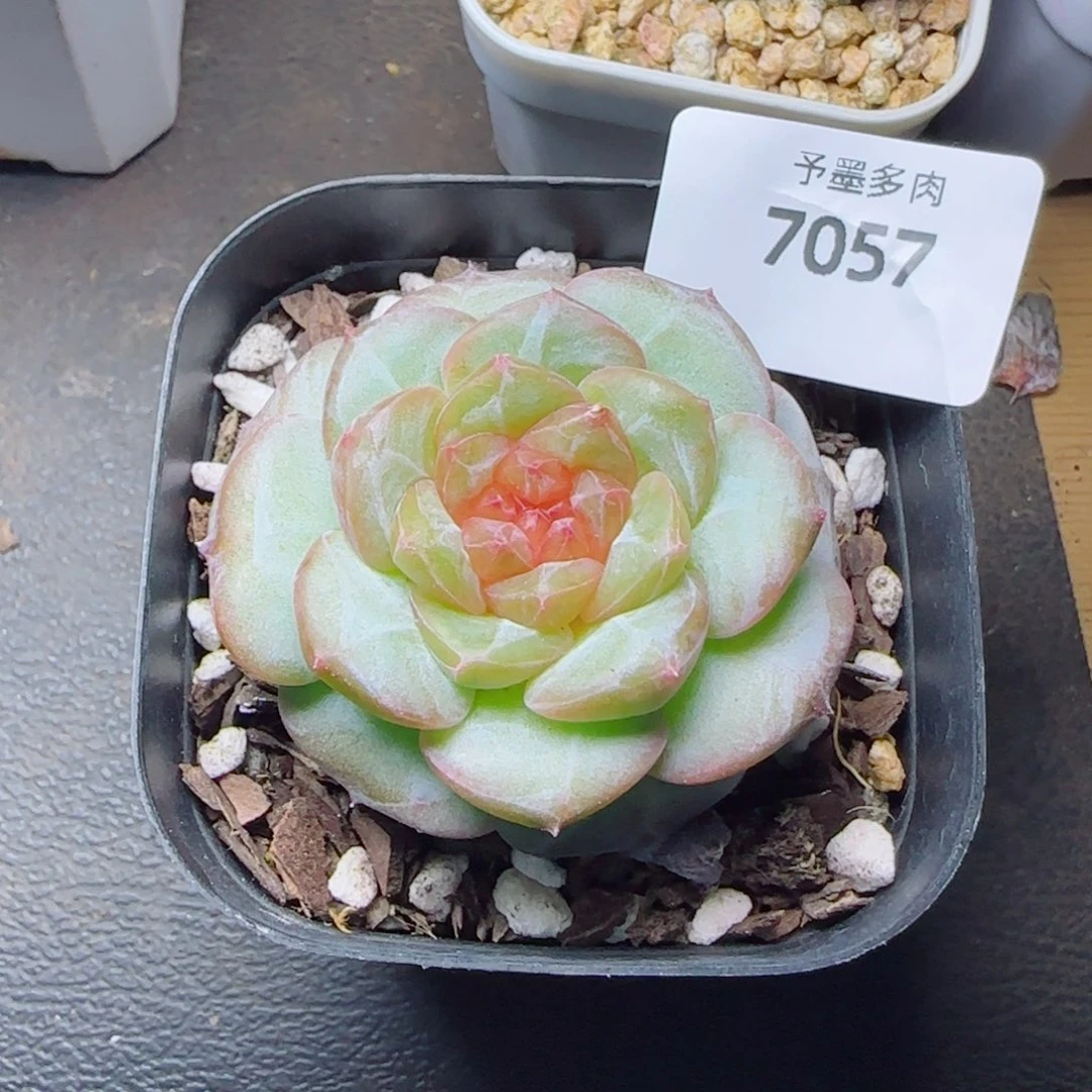 红莓，7057多肉植物