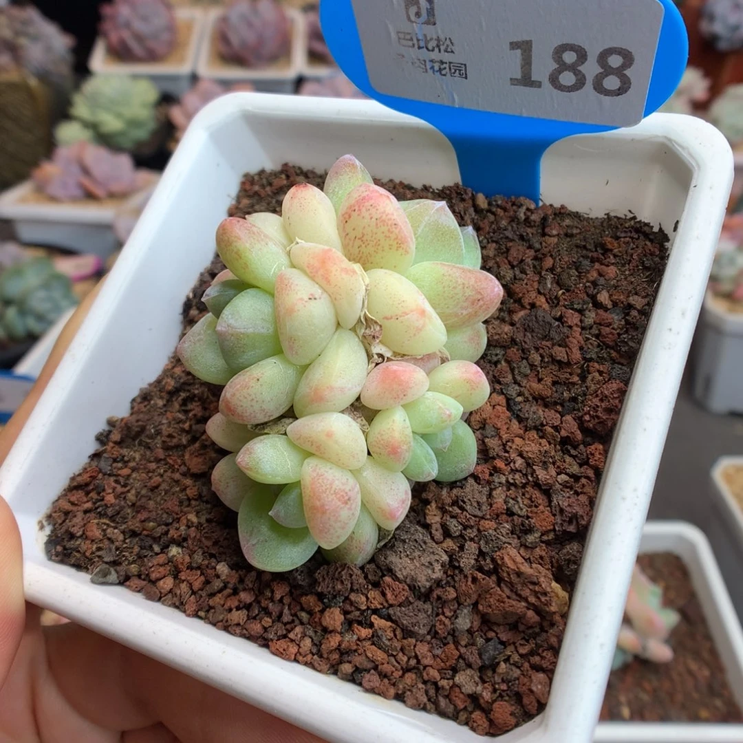 198四头冰玉多肉植物