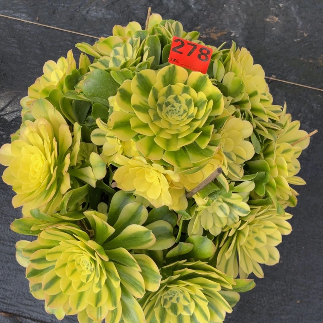 烈****?278多肉法师辛妮娅