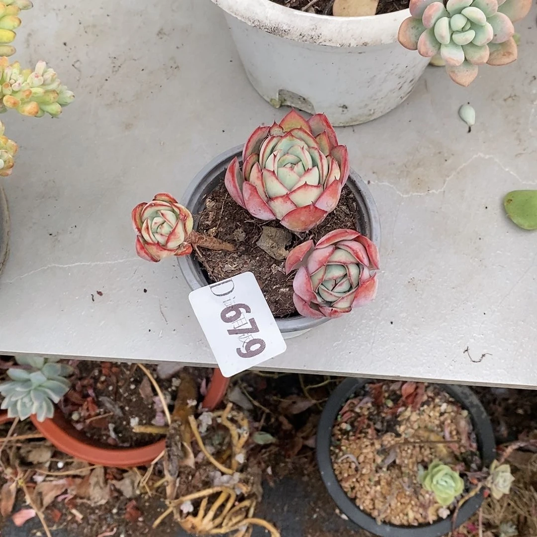 仰****空679牡丹亭多肉植物