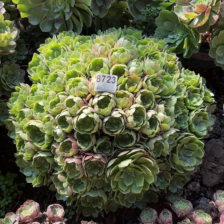 圣罗兰8-23-723偏远不包邮