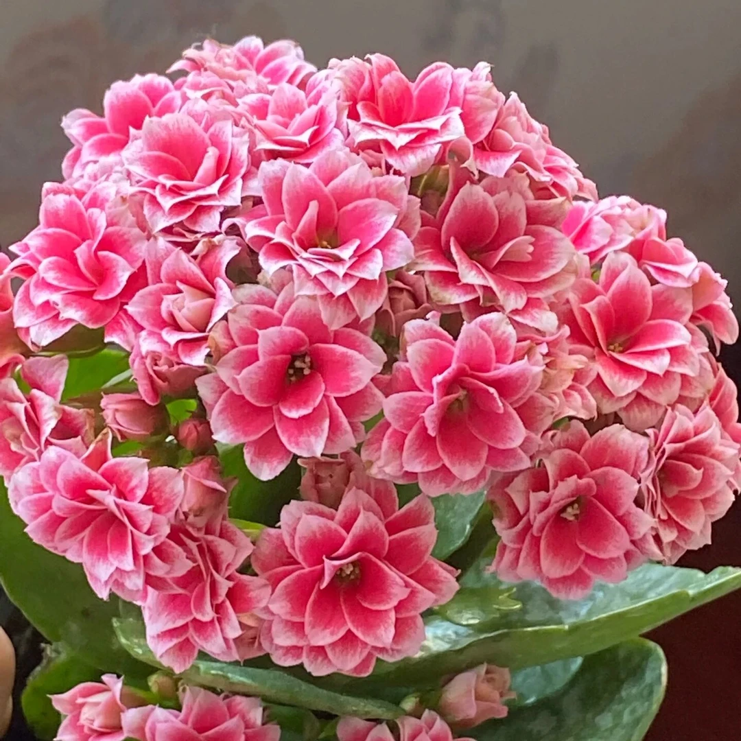 【圣诞之夜】重瓣大花福利款长寿花110盆