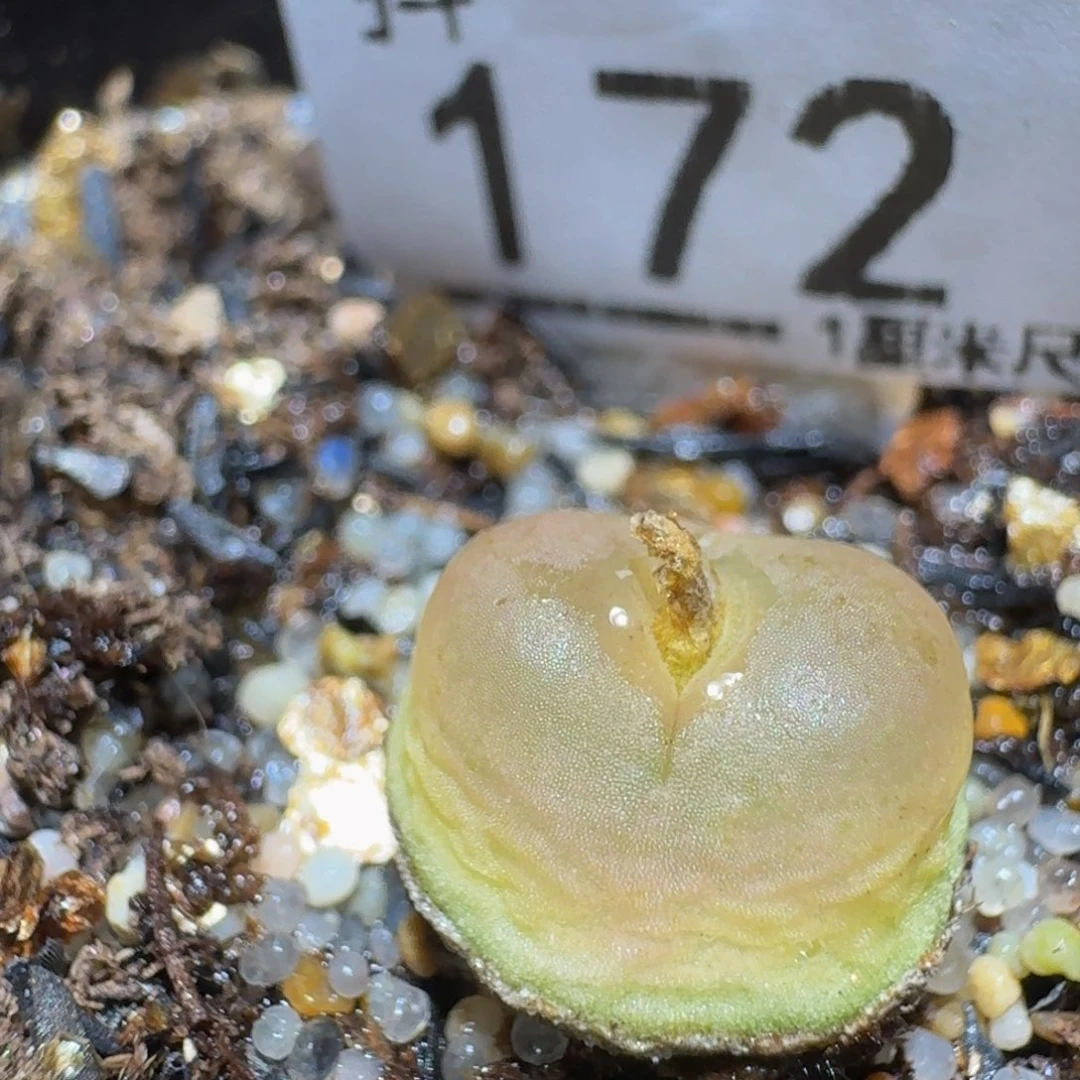 Ssss精品生石花172拉登