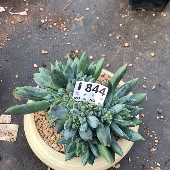 重楼大群844 亏本处理不退不换7-8天发货