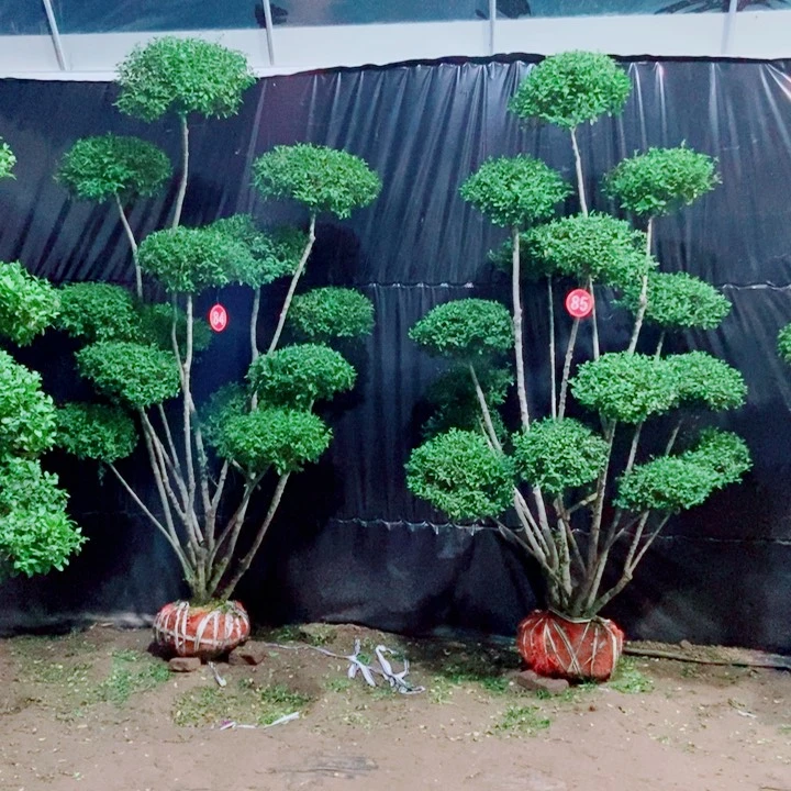 一物一拍一对一对