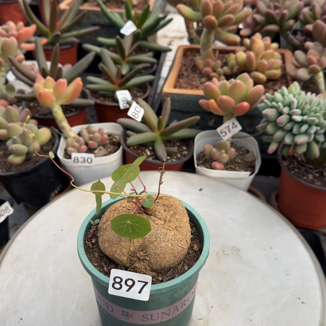 097号一物一拍一物一拍