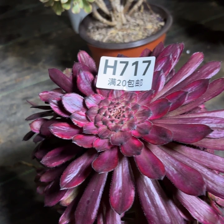 瑞妈多肉园艺717