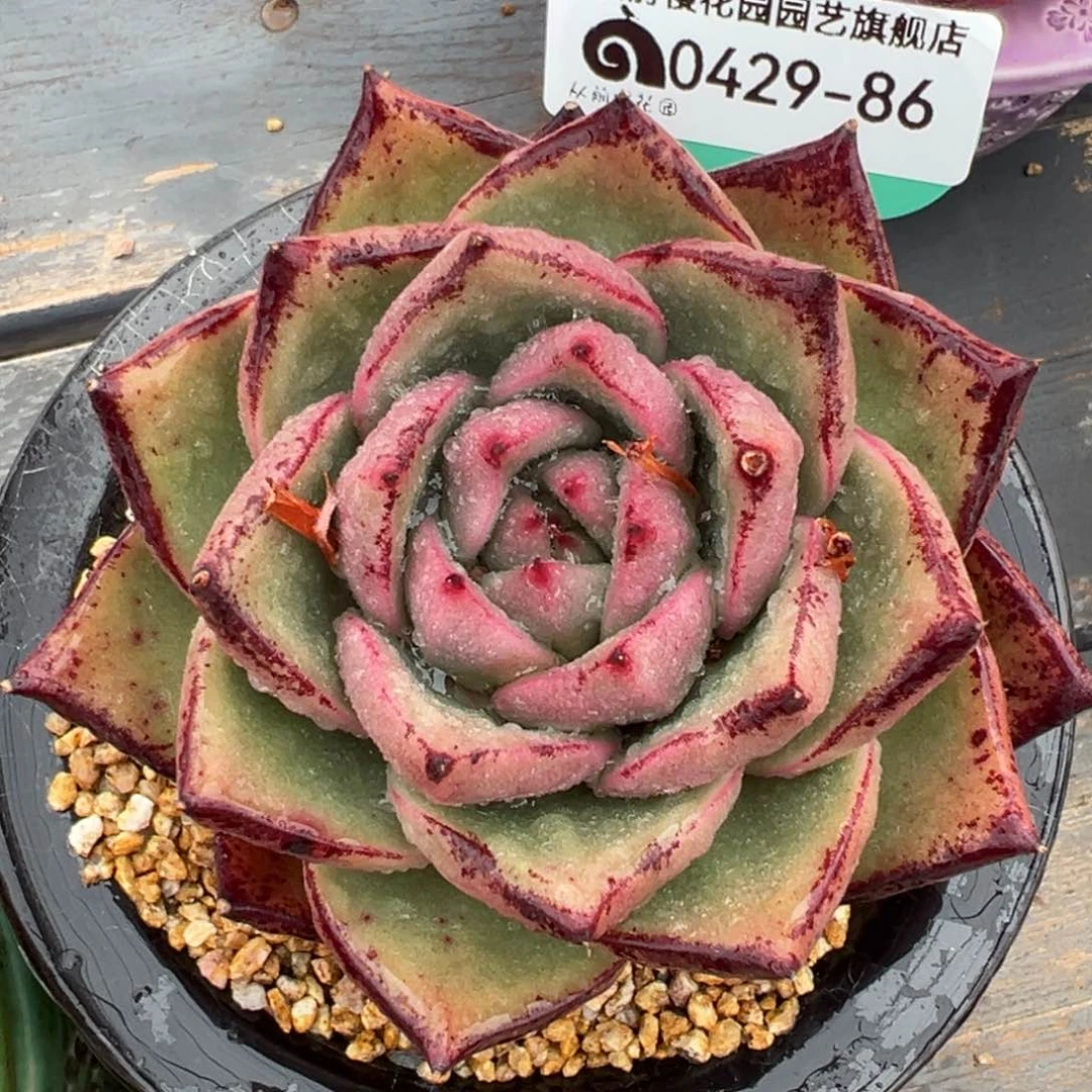 从前慢多肉精选编号0429.86