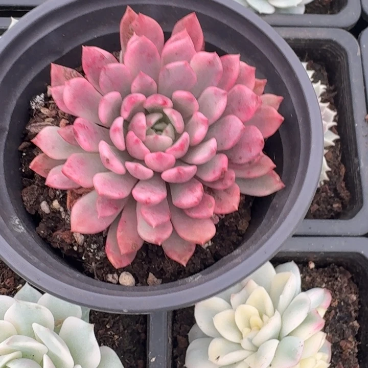 红宝石锦一物一拍