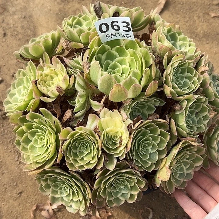 9.15-63孔雀翎多肉植物2
