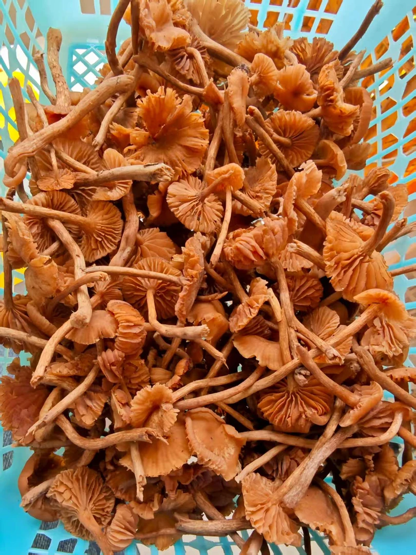 云南野生皮条菌天然美味煮汤醇香浓郁鲜美蒸排骨糍粑