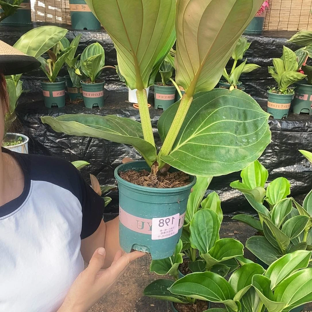 木本植物独**楼木本花卉198