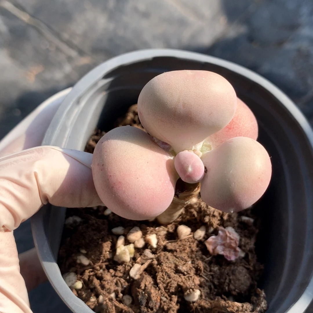 小屁桃奶酪的多肉