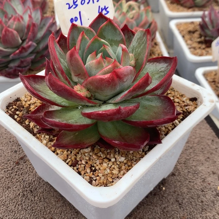 无*!0313001惊鸿宽叶外翻拉丝。尺寸12。多肉植物