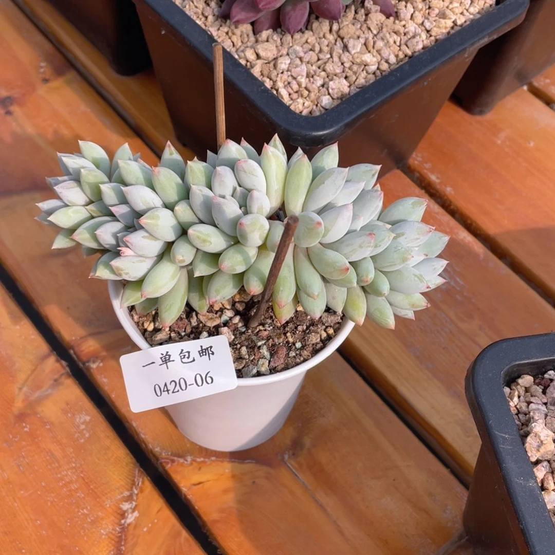 茹*?0420-06-所罗门。。。。。