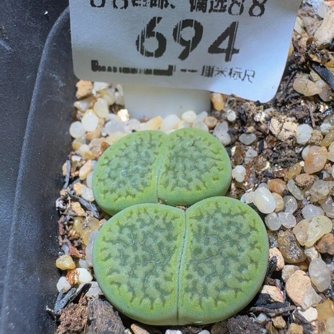 Ssss精品生石花694