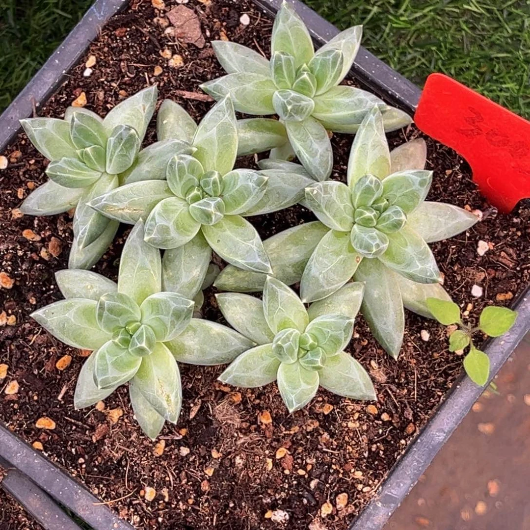 会***猪3003号上午多肉植物群生多肉植物