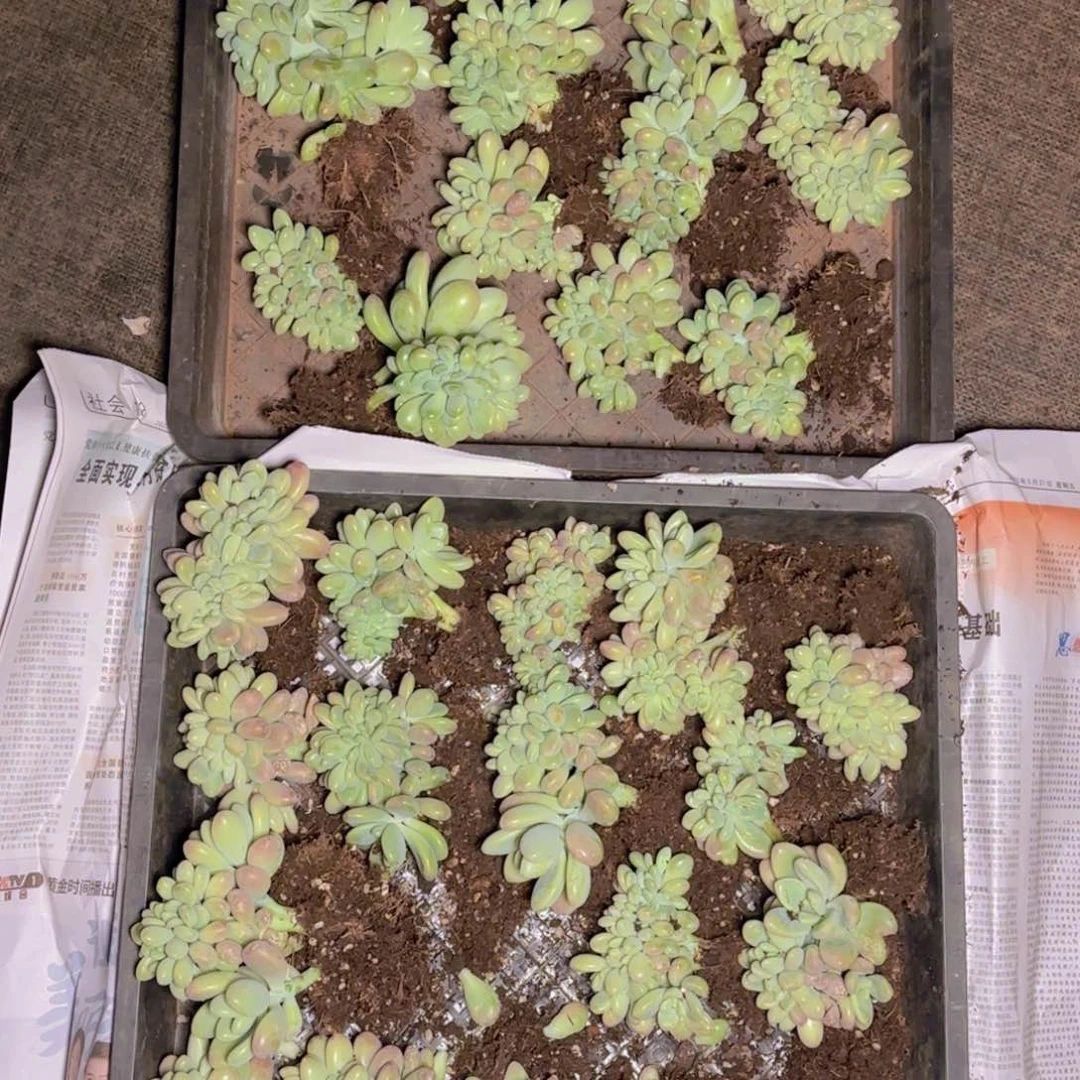 洛神缀福利111111111111