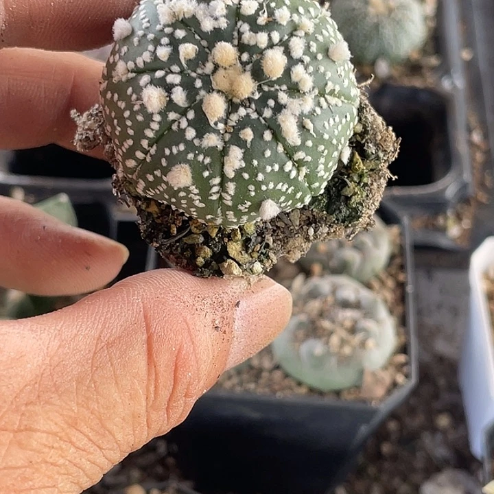 雾***影全部花朵花园兜兜兜转转